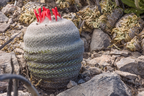 Epithelantha greggii