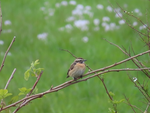 Whinchat