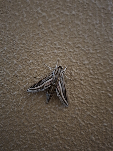 Vine Hawkmoth