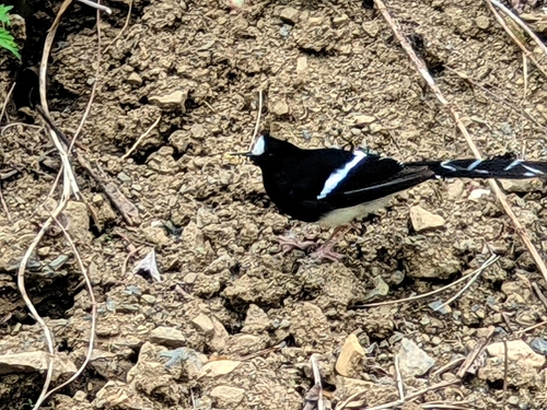 White-crowned Forktail