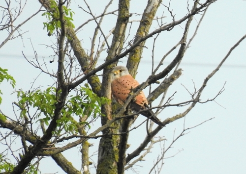 Eurasian Kestrel