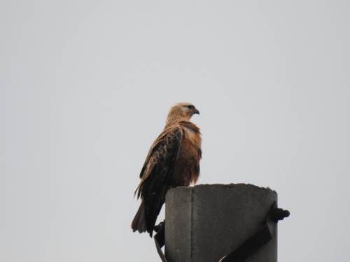 Long-legged Buzzard
