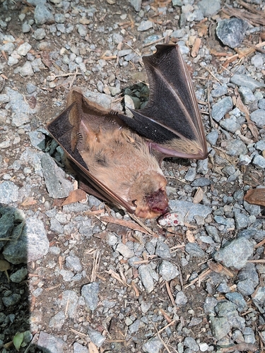 Eastern Red Bat observed by marisa38