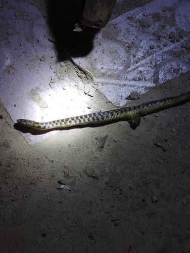 Chequered Keelback