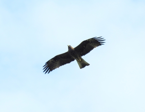 Booted Eagle