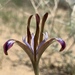 Iris longiscapa - Photo 由 Zakir Umarov 所上傳的 (c) Zakir Umarov，保留所有權利