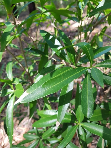 Denhamia celastroides