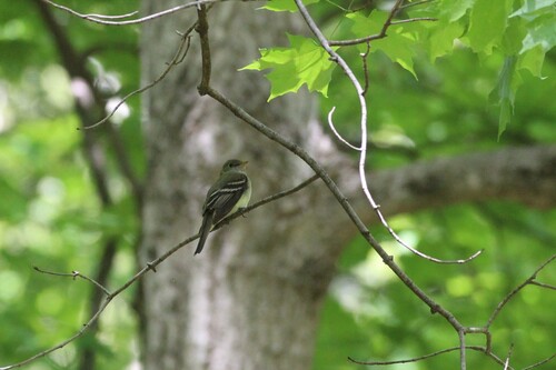 Acadian Flycatcher