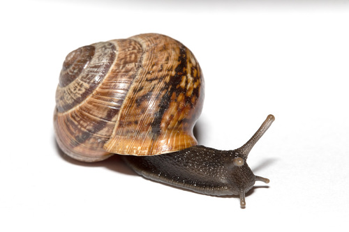 Arianta arbustorum
