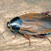 Surinam Cockroach - Photo (c) gernotkunz, all rights reserved, uploaded by gernotkunz