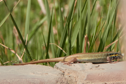 African Five-lined Skink