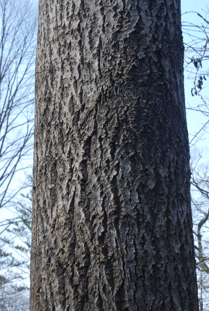 poplars, cottonwoods, and aspens (Genus Populus) · iNaturalist poplars, cottonwoods, and aspens (Genus Populus) · iNaturalist