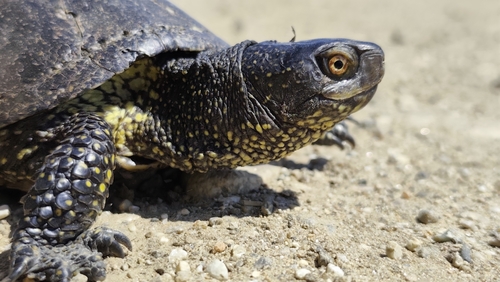 European Pond Turtle