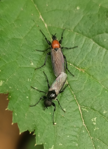 Garden March Fly