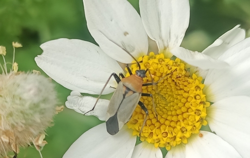 Calocoris nemoralis