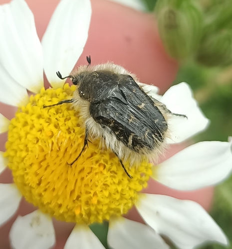 Tropinota squalida pilosa