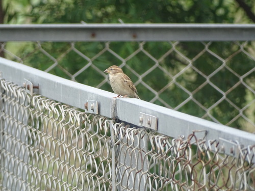 House Sparrow