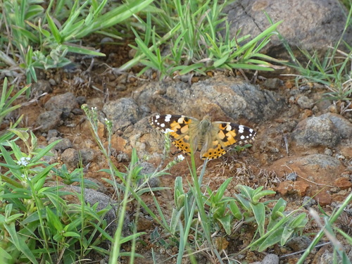 Painted Lady