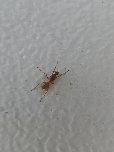 Chestnut Carpenter Ant