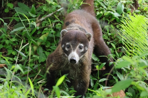 White-nosed Coati observed by eloparizeau