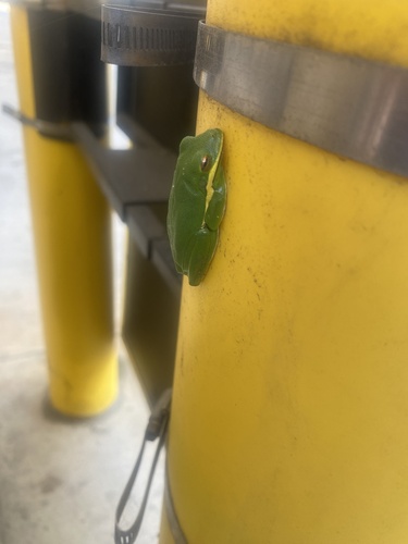 Green Treefrog