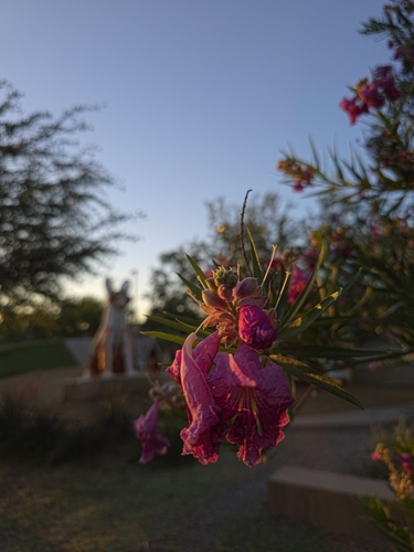 Desert Willow