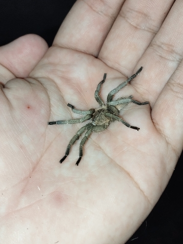 Exilis Bronze Tarantula