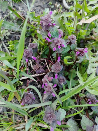 red deadnettle