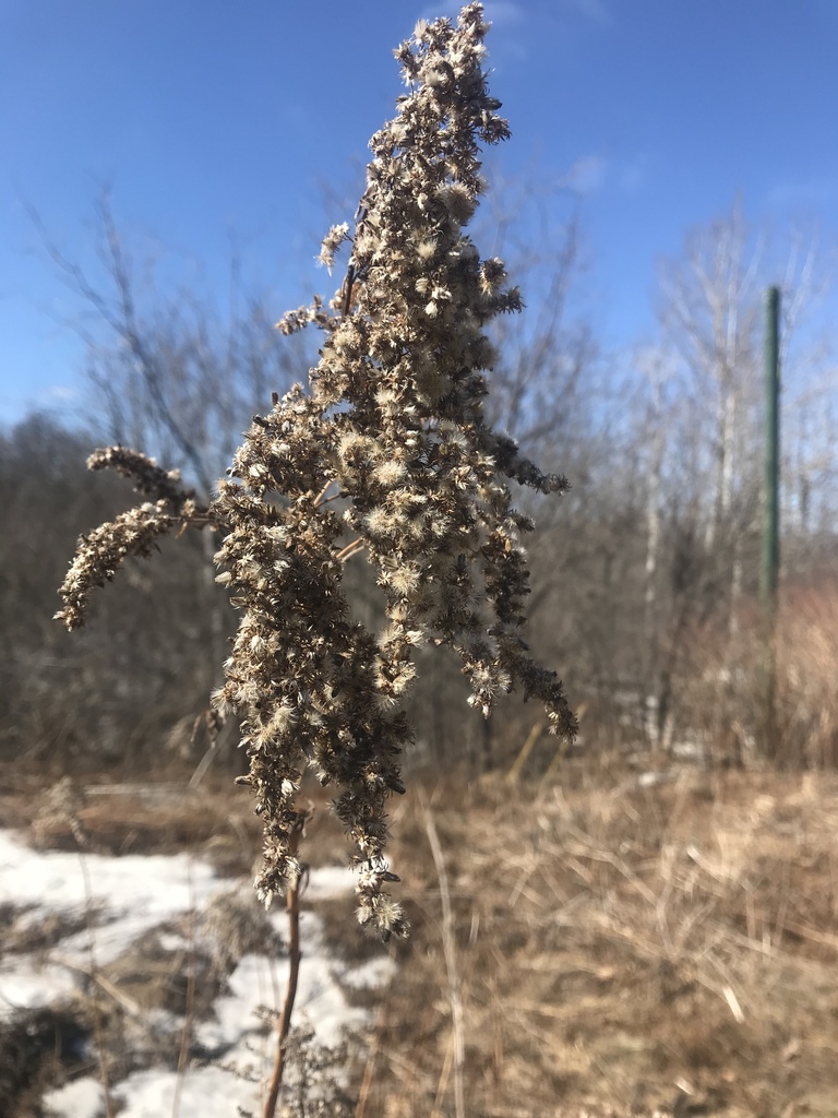 goldenrods from Kimble Dr, Fredericton, NB, CA on April 04, 2020 at 03
