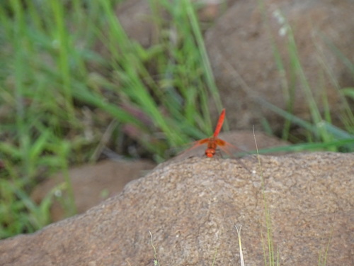 Orange-winged Dropwing