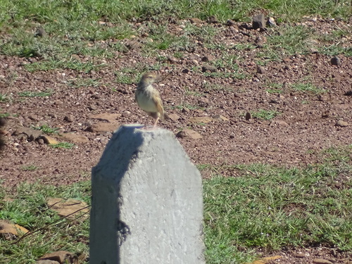 Paddyfield Pipit