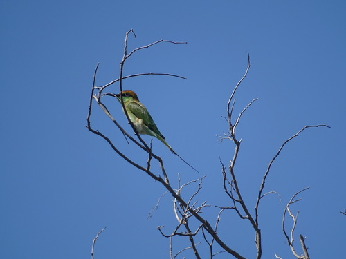 Asian Green Bee-eater