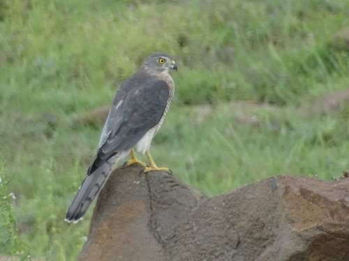 Shikra