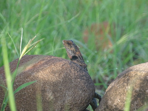 Indian Garden Lizard