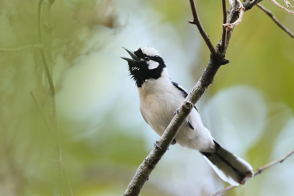 Tanimbar Monarch photo