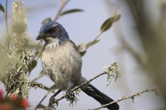 California Scrub-Jay