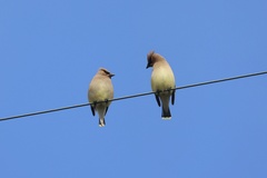 Cedar Waxwing