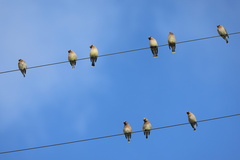 Cedar Waxwing