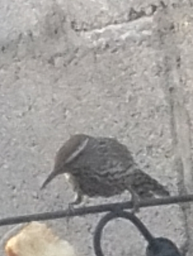 Cactus Wren