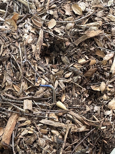 iNaturalist observation photo of Western Skink