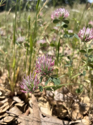 iNaturalist observation photo of Rose Clover