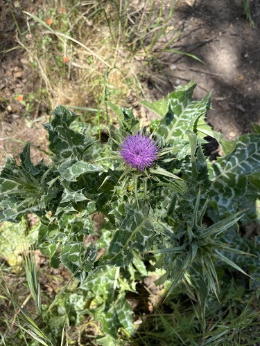 iNaturalist observation photo of milk thistle