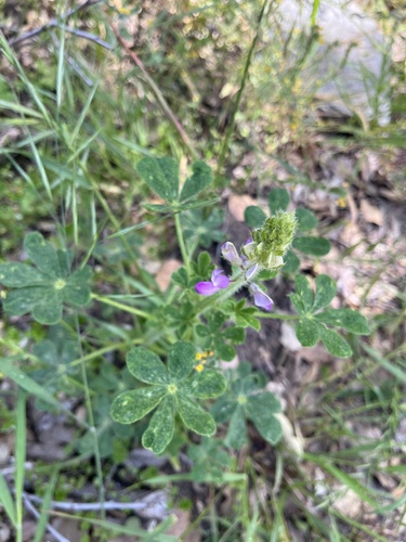 iNaturalist observation photo of Stinging Lupine