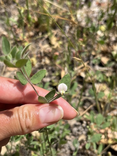 iNaturalist observation photo of Spanish clover
