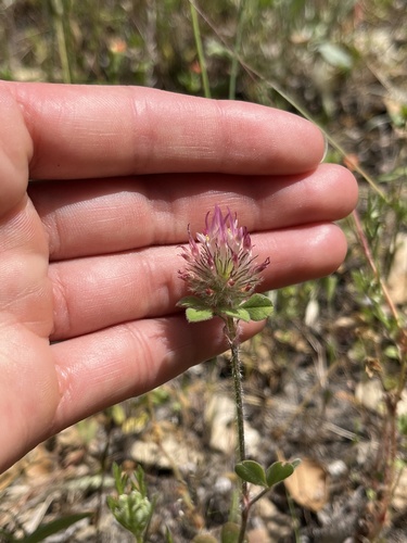 iNaturalist observation photo of Rose Clover