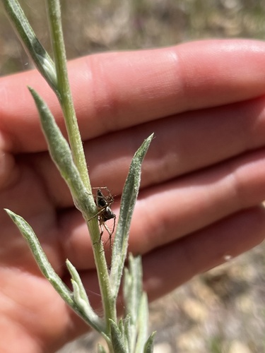 iNaturalist observation photo of Western Lynx Spider