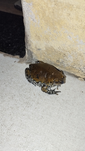 Muller's Termite Frog