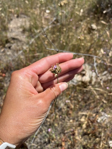 iNaturalist observation photo of flowering plants