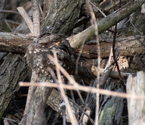Eastern Whip-poor-will observed by josieklock