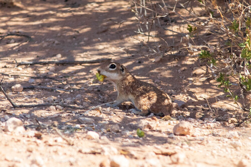 Spotted Ground Squirrel observed by nichole-palacio